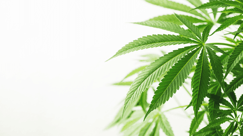 Hojas de cannabis, antes tratadas como residuo, pueden esconder potencial medicinal inexplorado