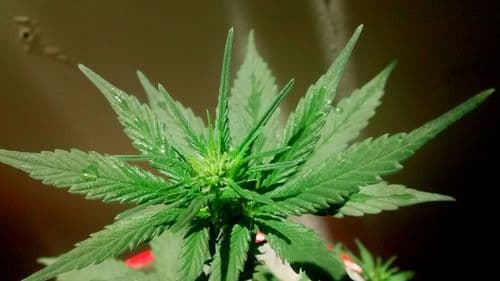 Nuevo estudio promete distinguir con mayor precisión los niveles de THC en plantas de cannabis