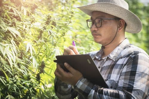Cannabis grows 6 times in 3 years in Japan; market makes 145 million euros