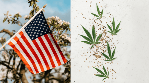 La mayoría de la población de EE. UU. está a favor de la legalización de la cannabis, según una encuesta