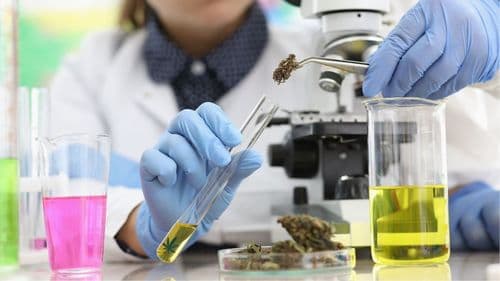 Estudio de Uece analiza el uso de CBD en el tratamiento de niños con TEA