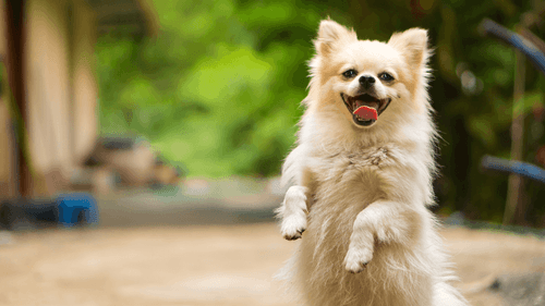 Imagem da noticia: Los productos de cannabis pueden ayudar a reducir la agresividad en perros, según un estudio
